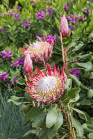 Protea cynaroides 'Little Prince' with Polygala myrtifolia x oppositifolia 'Little Bi Bi' in the background. The Time In Between. RHS Chelsea Flower Show, 2015.
 