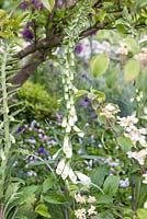 Digitalis purpurea 'Alba' planted beneath Viburnum plicatum. The Time In Between. RHS Chelsea Flower Show, 2015.
 