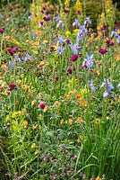 Combination of Geum 'Marmalade', Iris sibirica 'Tamberg', Cirsium rivulare 'Atropurpureum' and Geranium phaeum var. phaeum 'Samobor'. The Homebase Garden Urban Retreat. RHS Chelsea Flower Show, 2015.