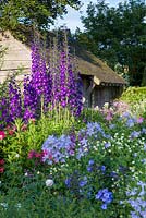 Delphiniums catch the early morning light at Wollerton Old Hall Garden, Shropshire. Other planting includes Campanula lactiflora and Phlox paniculata. July