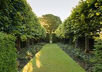 A view of the Lime Allee at Wollerton Old Hall Garden, Shropshire. Tilia platyphyllos 'Rubra'.