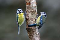 Blue Tit - Cyanistes caeruleus. Two birds on tree branch
