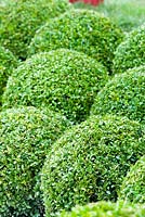 Buxus sempervirens topiary clipped into ball shapes