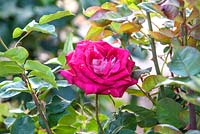 Rosa 'Monica Bellucci' - Scented rose