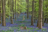 Hyacinthoides non-scripta - Bluebell Woods - Ashridge Estate