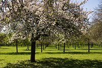 Orchard full of old Malus in blossom