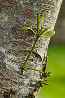 Viscum album - Mistletoe growing from a tree trunk