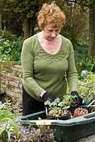 Brenda Foster potting on young plants.