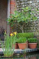 The garden pond with Iris pseudacorus cultivars is surrounded by terracotta pots. Plants include Trachicarpus fortunii wagnerianus and a Fig tree - Ficus carica.  