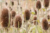 Dipsacus fullonum - Teasel seed heads Autumn
