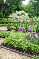New formal garden with Buxus sempervirens hedge and topiary, Allium 'Globemaster' and Salvia nemorosa 'Caradonna', Salix 'Hakuro Nishiki' in background