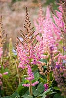 Astilbe chinensis 'Visions in Pink'