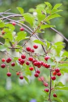 Prunus avium Early Rivers - cherries