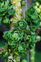 Brassica oleracea var. gemmifera Brussels Sprout 'Maxima' 