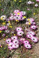 Dorotheanthus bellidiformis, 'Livingstone Daisy', Darling, Western Cape, South Africa 