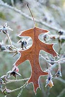 Quercus palustris - Oak leaf in winter frost. 