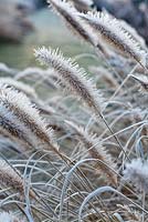 Pennisetum alopecuroides 'Hameln' in winter frost.