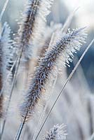 Pennisetum alopecuroides 'Hameln' in winter frost.