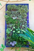 Assorted Succulent and bromeliad living wall in Jim Bishop's Garden. San Diego, California, USA. August.