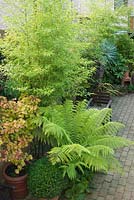 Small town garden with plants chosen for their distinctive foliage including tree fern, bamboo, acer, bergenia, box topiary and Fatsia japonica. Block paving.