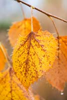Tilia henryana. Close up of autumn foliage