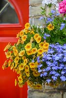 Hanging basket beside red front door. Calibrachoa Million Bells Series. Close up of orange flowers with blue lobelia
