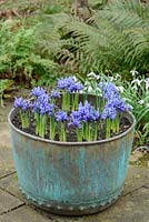 Antique copper verdigris tub with Iris reticulata 'Harmony'. Ferns and snowdrops in background. February