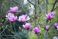 Magnolia 'Serene'.