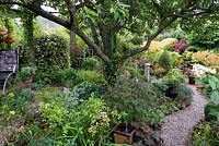 A town garden with shady island bed beneath and old apple tree, planted with acers, hostas, heucheras, pachysandra and euphorbia.