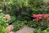 In front garden, a shady autumn border with Hydrangea macrophylla, acer trees, viburnum, cotinus, fern, bamboo, brunnera and Prunus 'Shirofugen'.