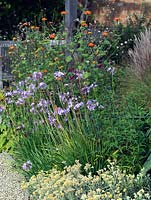 Autumn bed of orange Tithonia rotundifolia in background, Tulbaghia violacea in front.