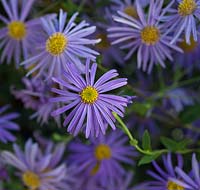 Aster frikartii, daisy-like flowers with orange centres which flower from August to September.