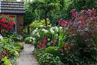 The front garden at Brooke Cottage with Cercis canadencis 'Forest Pansy', Crocosmia 'Lucifer', Astilbe 'Fanal' and Hydrangea arborescens 'Annabelle'. By the house courgettes grow in containers with a large hanging basket of Pelargoniums.