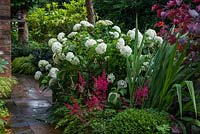 The front garden at Brooke Cottage with Hydrangea arborescens 'Annabelle', Astilbe 'Deutschland' and pink Astilbe 'Fanal'.