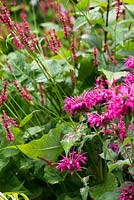 A bright pink combination of Persicaria affinis Firetail and Monarda Mohawk - bergamot.