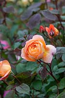 Rosa 'Lady Emma Hamilton' - Scented rose