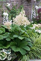 Rodgersia pinnata, a perennial with huge leaves a fluffy flower heads in July