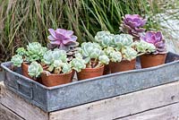 An old photocopy machine metal box filled with pots of succulents.