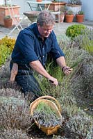 Terry Winters cutting back lavenders in early autumn.