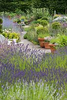 A summer garden with massed waves of lavender and beds of catmint, perovskia, alchemilla and summer perennials.