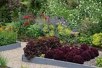 A potager with raised bed of 'Lollo Rosso' lettuce, in front of a floral border of alchemilla, bergamot, catmint, cephalarea and sedum.