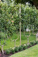 Malus trees - A row of apple trees trained into cordons.