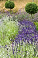 Lavandula 'Hidcote' and 'Edelweiss' planted with topiary privet - Ligustrum jonandrum standards.