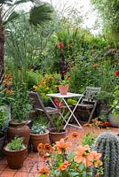 A tropical town garden with seating area surrounded by a hot border planted with tithonia, canna, and zinnia. Olive tree and Chamaerops humilis palm behind.
