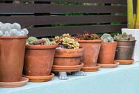 Terracotta containers planted with cacti and succulents on top of a wall.