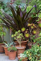 An exotic container group with Eucomis 'Zeal Bronze', Aeonium hawardii, Aeonium arboreum, agave and echeveria.