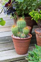 A terracotta container group with Cacti and Aeonium.
