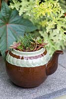 A recycled teapot planted with Echeveria.