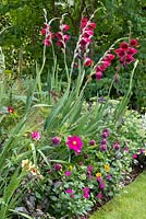 A colour themed purple and pink border with Gladiolus 'Papillo Ruby', cosmos, drumstick allium and salvia.
