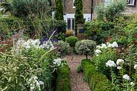 In 12m x 6m town garden, formal parterre with box and variegated holly standards, and box edged beds of Phlox paniculata 'David', Aconitum 'Spark's Variety', Thalictrum 'Elin', sanguisorba and red or pink persicarias.